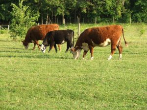 beef free range organic pasture raised beef