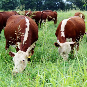 Cowichan Valley Farms - Beef, Bees And Honey